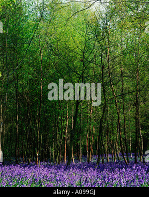 Bluebells in Arlington bluebell wood, primavera Sussex, England, Regno Unito Foto Stock