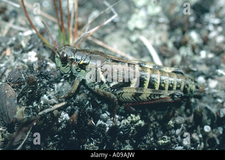 Vasta palude grasshopper (Mecostethus grossus, Stethophyma grossum) Foto Stock
