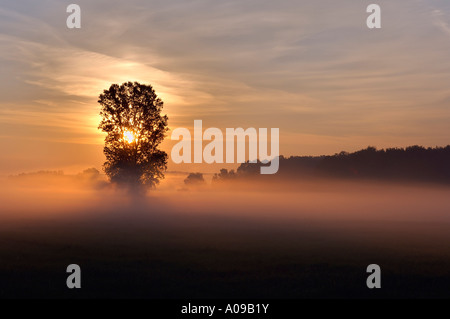 Albero nella nebbia di Sunrise, Franconia, Baviera, Germania Foto Stock