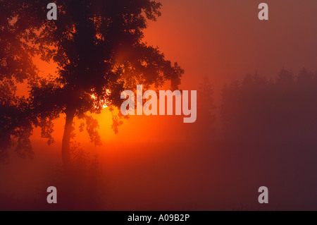 Sunrise attraverso la nebbia e alberi, Baviera, Germania Foto Stock