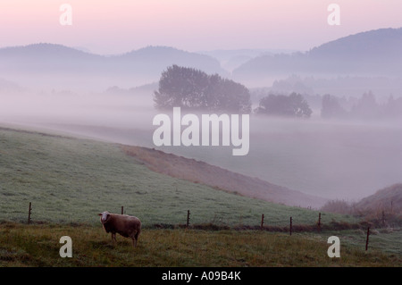 Pecore in pascolo nella nebbia mattutina, Svizzera Sassone, Bassa Sassonia, Germania Foto Stock