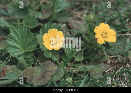 Avens (Geum montanum), fioritura Foto Stock