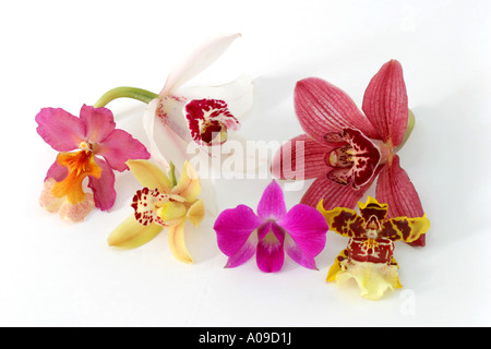 Fiori di diverse orchidee ornamentali (Phalaenopsis, Oncidium, Cymbidium) Foto Stock