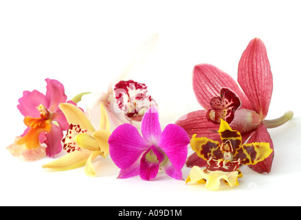 Fiori di diverse orchidee ornamentali (Phalaenopsis, Oncidium, Cymbidium) Foto Stock