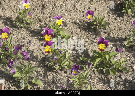 Viola, Tufted Pansy (Viola cornuta), piante in fiore Foto Stock