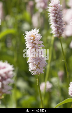 Bistort comune, prato bistort (Polygonum bistorta, Bistorta major), infiorescenza Foto Stock