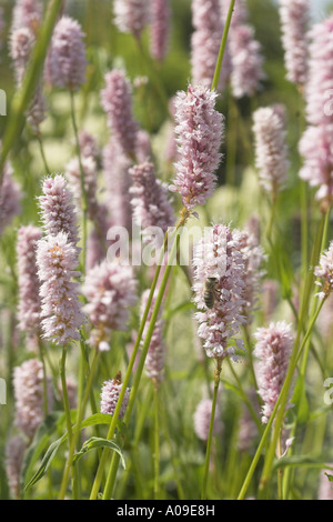 Bistort comune, prato bistort (Polygonum bistorta, Bistorta major), infiorescenze Foto Stock