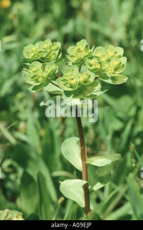 Sun di euforbia, wartweed, estate (Euforbia Euphorbia helioscopia), infiorescenza, Spagna, Andalusia Foto Stock