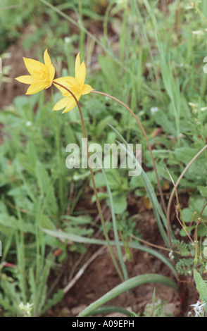 Sud del Tulipano selvatico (Tulipa sylvestris ssp. australis, Tulipa australis), fioritura, Spagna, Andalusia Foto Stock