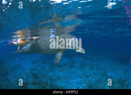 Una giovane ragazza nuota accanto a un delfino in Bahamas Foto Stock