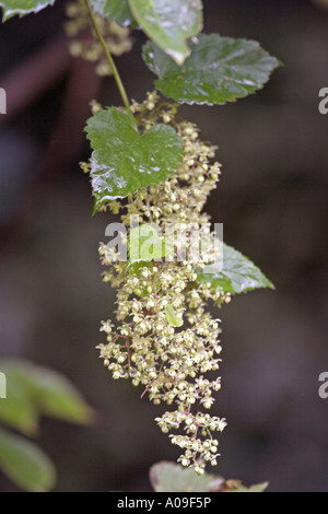 Luppolo (Humulus lupulus), fiori maschili Foto Stock