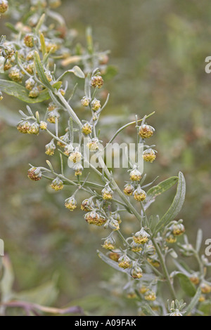 Absinthium, assenzio assenzio, assenzio, Grand Assenzio (Artemisia absinthium), dettaglio dei fiori Foto Stock