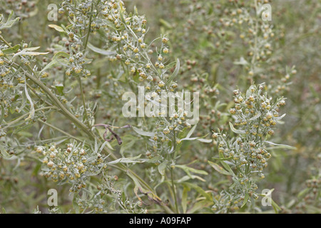 Absinthium, assenzio assenzio, assenzio, Grand Assenzio (Artemisia absinthium), piante in fiore Foto Stock