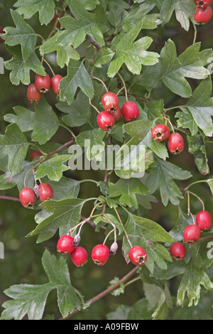 Biancospino, singleseed biancospino, inglese biancospino (Crataegus monogyna), frutta Foto Stock