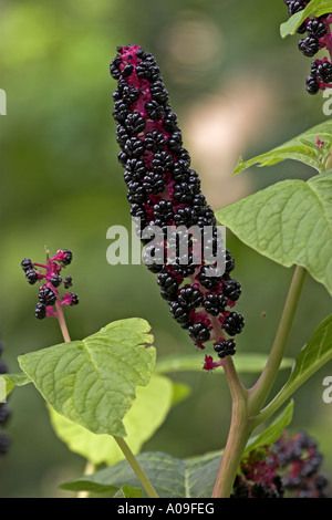 Poke root, pokeweed comune, Virginian poke (phytolacca americana, phytolacca decandra), infructescence Foto Stock