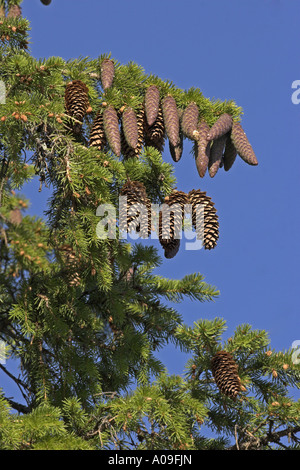 Abete rosso, abete rosso (Picea abies), ramoscello con coni Foto Stock