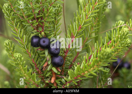 Nero (crowberry Empetrum nigrum), frutta Foto Stock