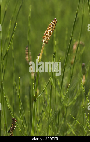 Marsh equiseto (equiseto palustre), sporophyll Foto Stock