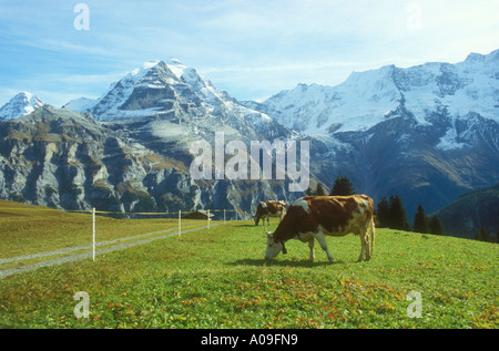 Mucca pascolare nel prato alpino vicino a Lauterbrunnen nell Oberland Bernese in Svizzera Foto Stock