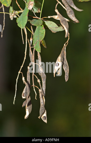 common laburnum (Laburnum anagyroides), mature fruits Foto Stock