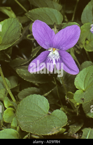 Inglese, viola mammola (Viola odorata), fiore singolo Foto Stock
