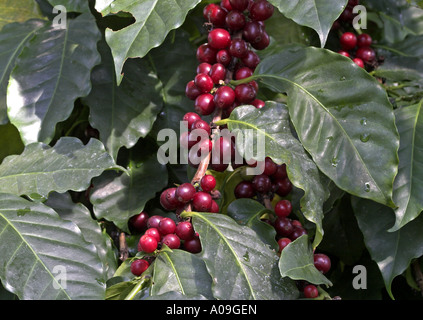Arabian caffè (Coffea arabica), frutta Foto Stock