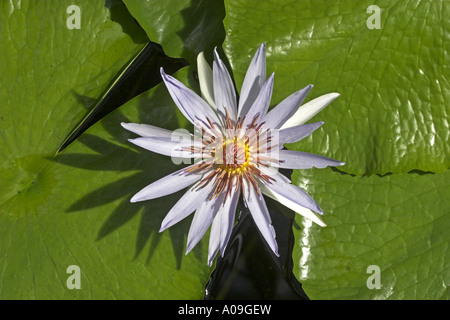 Ninfee blu ninfee blu egiziano lily (Nymphaea caerulea, ninfei nouchali var. caerulea), rigogliosa pianta Foto Stock