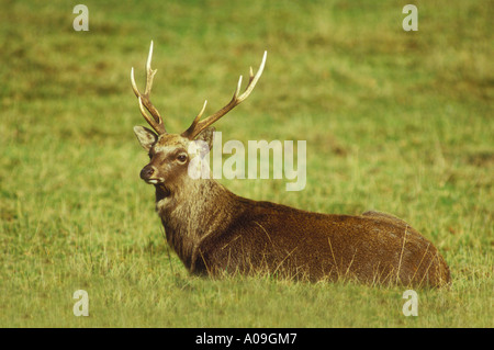 Adulto buck Sika mostra palchi Foto Stock