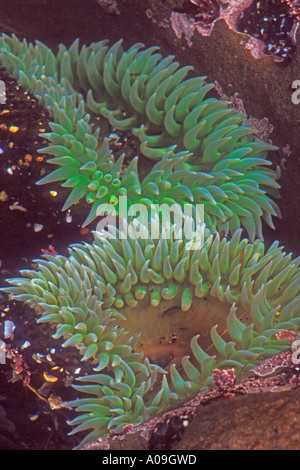 Verde gigante Pacific anemone marittimo, o Foto Stock