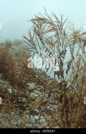 Atmosfera di nebbia sulle rive di un serbatoio o lago seedhead di grande Willowherb in primo piano Foto Stock