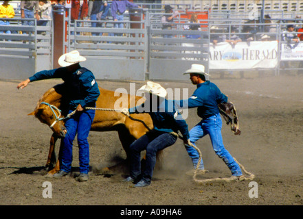 Sfrenata corsa a cavallo Foto Stock