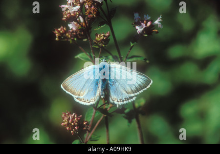 Chalkhill blu sulla alimentazione di maggiorana Foto Stock