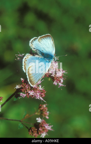 Chalkhill blu sulla alimentazione di maggiorana Foto Stock