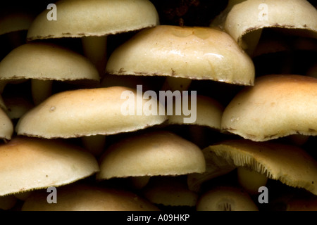 Ciuffo di zolfo funghi che crescono su albero morto Foto Stock