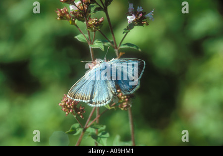 Chalkhill blu sulla alimentazione di maggiorana Foto Stock