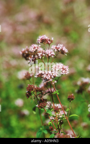 La maggiorana con un sfondo rosa di fiori Foto Stock