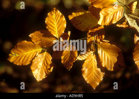 Foglie di faggio visualizzazione di colore di autunno Foto Stock