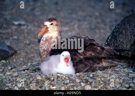 La BAA-23 gigante meridionale PETREL pulcino Foto Stock
