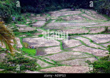 Terrazze di riso, Ayung River Gorge, Ubud, Bali Indonesia Foto Stock