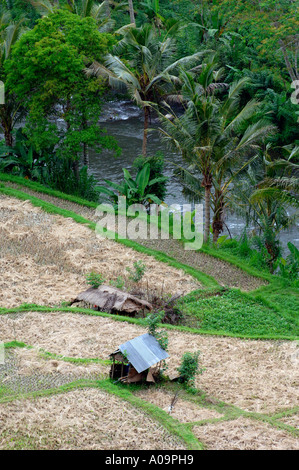 Terrazze di riso, Ayung River Gorge, Ubud, Bali Indonesia Foto Stock