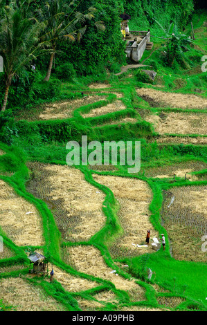 Terrazze di riso, Ayung River Gorge, Ubud, Bali Indonesia Foto Stock