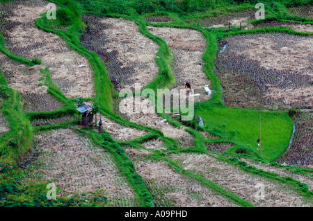 Terrazze di riso, Ayung River Gorge, Ubud, Bali Indonesia Foto Stock