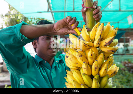 VAE Fujairah Obststand, mercati della frutta Emirati Arabi Uniti Foto Stock