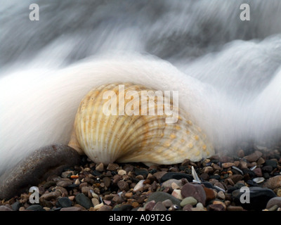 Il Cockle coccolone shell Foto Stock