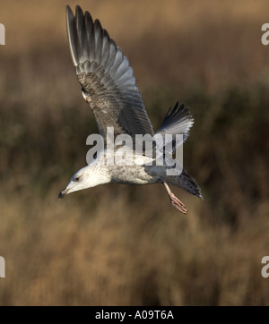 Aringa Gabbiano in volo. Foto Stock