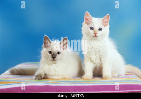 Due gattini Ragdoll sulla coperta Foto Stock