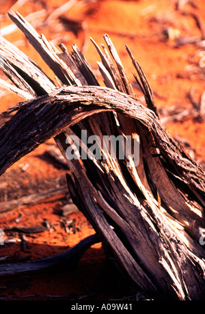 Legno morto trovato nel centro rosso dell'Australia Foto Stock