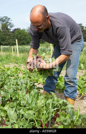 Tirando la barbabietola da terra su un organico di origine vegetale farm Foto Stock