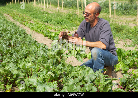 Tirando la barbabietola da terra su un organico di origine vegetale farm Foto Stock