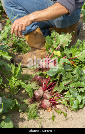 Tirando la barbabietola da terra su un organico di origine vegetale farm Foto Stock